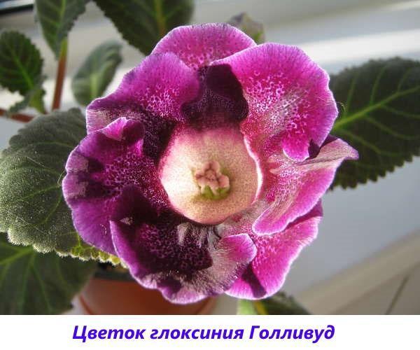 Gloxinia Hollywood florece