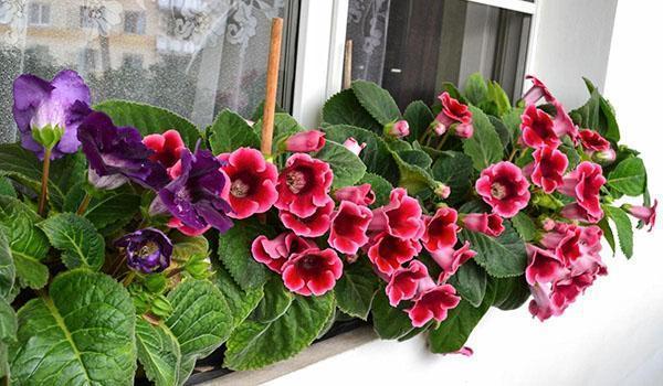 gloxinia fleurit sur le rebord de la fenêtre