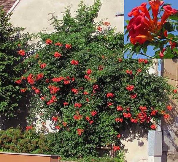 flamenco campis