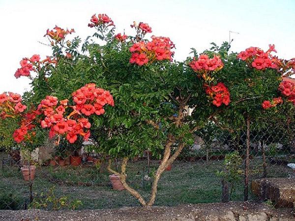 Kampsis con grandes ramos de flores.