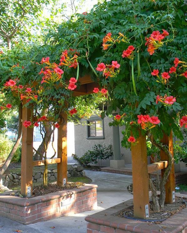 la floraison de Kampsis touche à sa fin