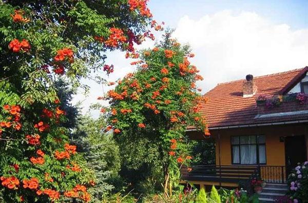 Kampsis dans leur chalet d'été