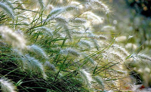 plantas de cereales