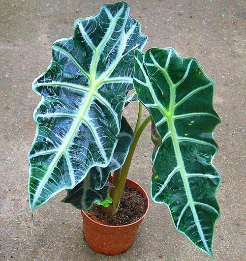 Plante d'intérieur décorative