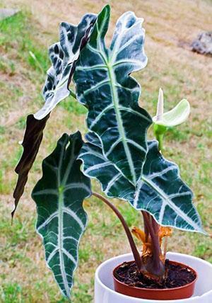 Alocasia amazon florece