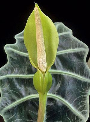 Inflorescencia de alocasia