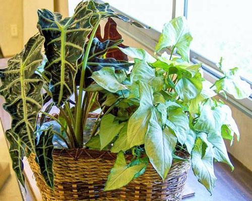 Alocasia à l'intérieur