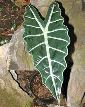 À la maison, l'alocasia a besoin d'une alimentation spéciale.