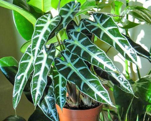 Alocasia amazónica en casa