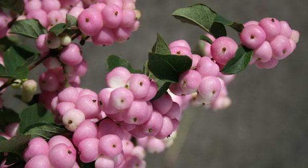 rosa snowberry