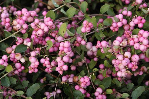 Dorenboz snowberry