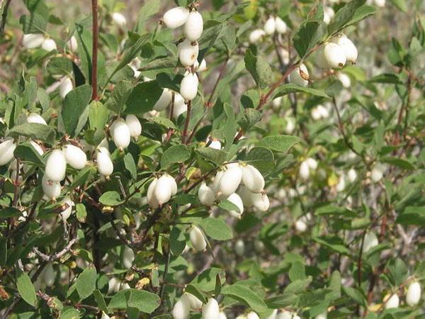 Snowberry amante de la montaña