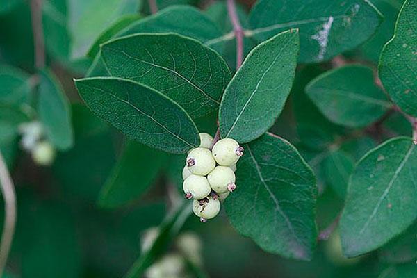 snowberry occidental