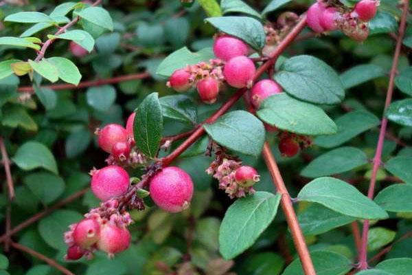 Snowberry Chenot Hancock