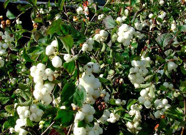 esparcimiento de bayas blancas