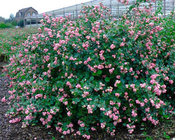 snowberry rosa