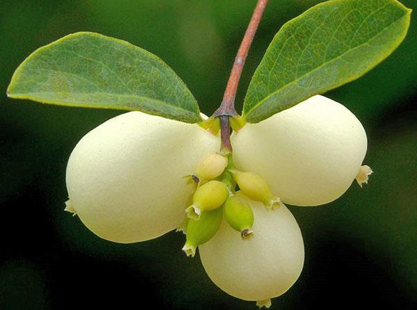 fruta snowberry