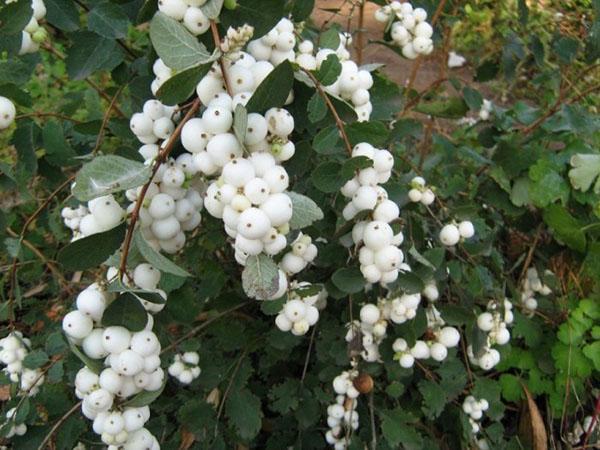 blanco snowberry