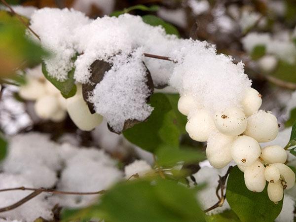 tipos de snowberry en el jardín.