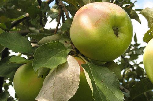 Madura una de las variedades de manzana más deliciosas.
