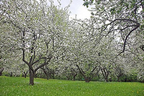 huerto de manzanas