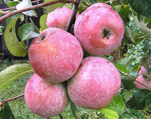 Manzanas de Medunitsa lavadas por la lluvia