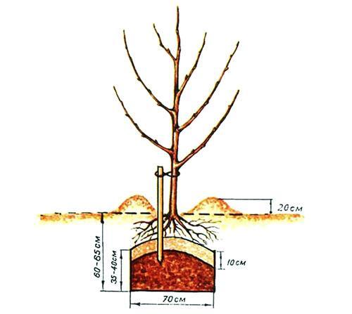 Plantación correcta de una plántula.