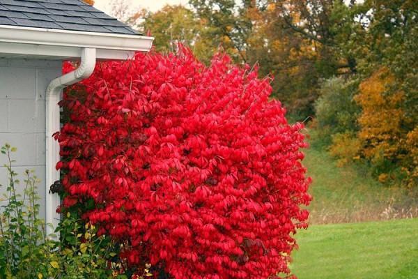 euonymus ailé dans le jardin