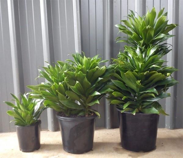 dracaena miniature compacte