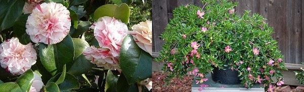 camelia de diferentes tipos