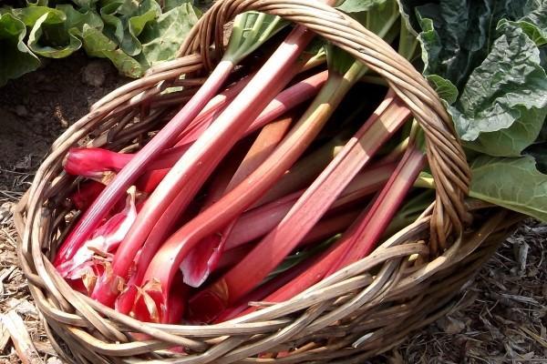 tiges de rhubarbe comestible