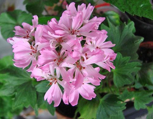 Pelargonium Gosbrook Robyn Louise