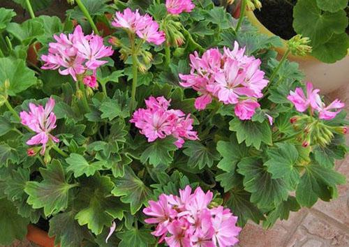 Cuidados Pelargonium Bush Gosbrook Robyn Louise