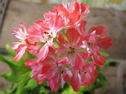 Pelargonium Hulverstone