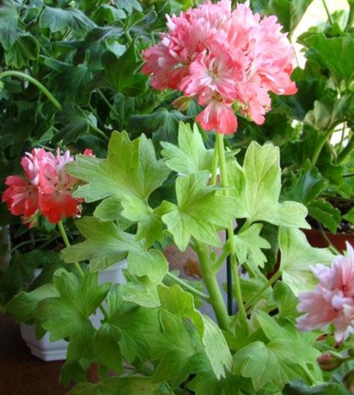 Pelargonio enano Hulverstone