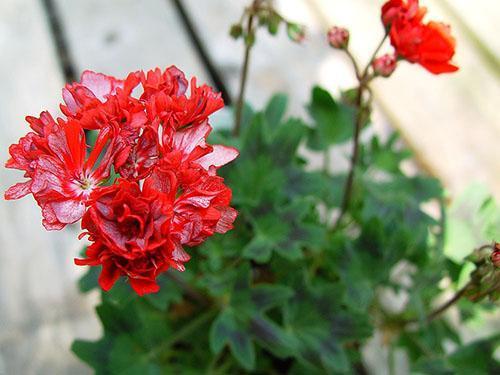 Pelargonium Elmfield