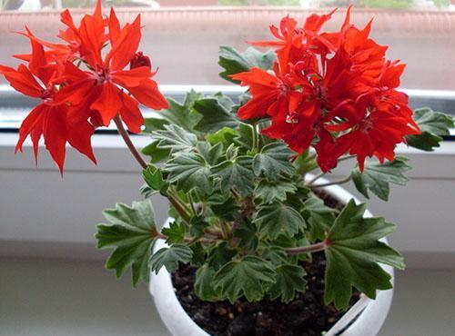 Pelargonium Kitbridge Vic Caws June Patricia