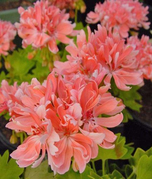 Pelargonium Rushmoor Dorado Volantes