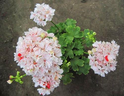 Tormenta estelar de pelargonio