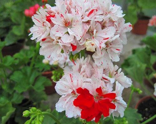 Fancy Starstorm Pelargonium Flowers