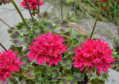 Pelargonium Lotta Lundberg