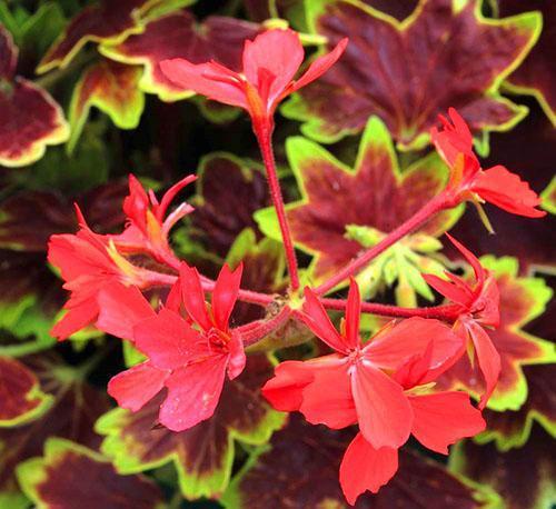 Centenario de Pelargonium Vancouver