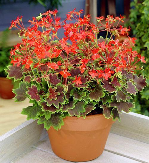 Centenario de Vancouver de Pelargonium abigarrado