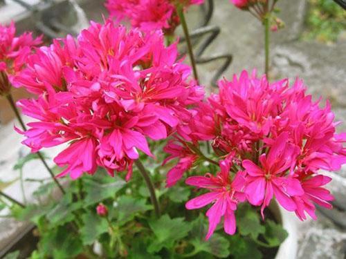 Terry en flor pelargonium Lotta Lundberg