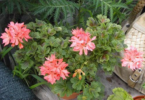 Mariposa de bronce de pelargonio