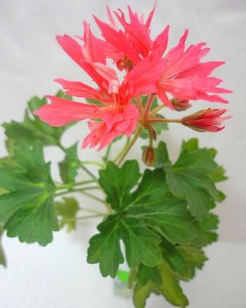 Flor delicada de pelargonium Bronze Butterfly