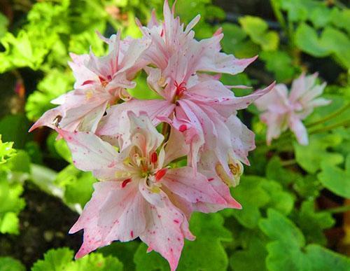 Pelargonium zonal en forma de estrella floreciente Richard Hodgson