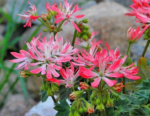 Manchas de pelargonio