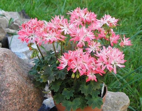 Manchas de pelargonio en paisajismo