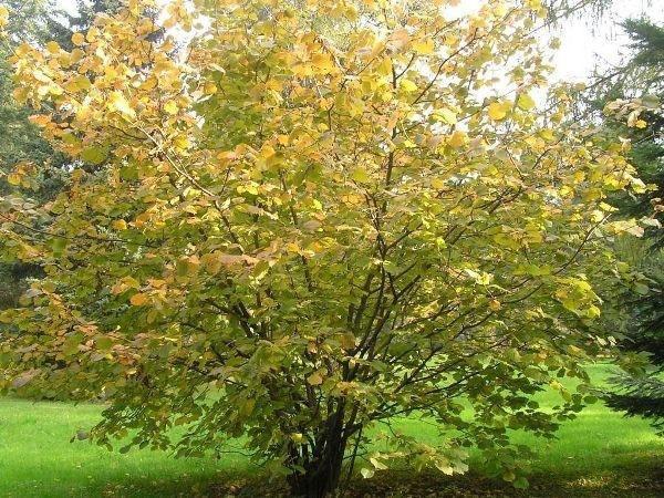 arbuste à feuilles caduques